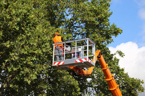 Trusted Vineyards, FL Tree Removal Experts